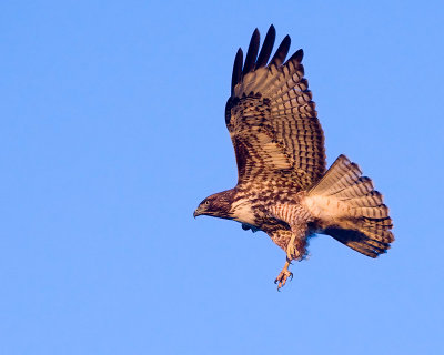Red-tailed Hawk, juvenile, landing