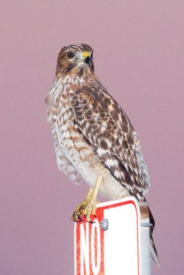 Red-shouldered Hawk, juvenile