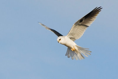 White-tailed Kite