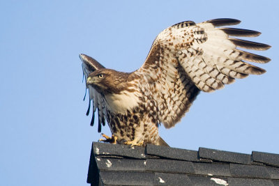 Red-tailed Hawk, juvenile