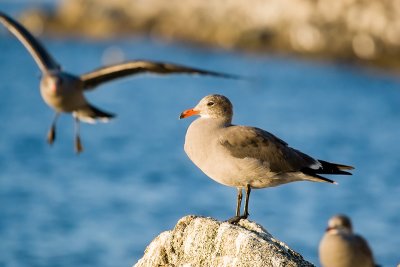 Heermann's Gull