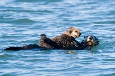 Sea Otter mother and pup