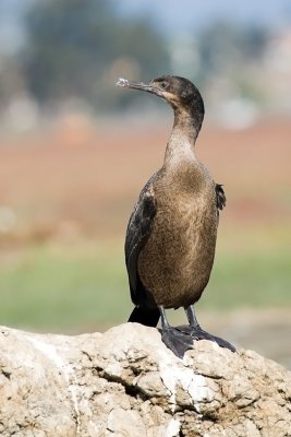 Brandt's Cormorant, juvenile