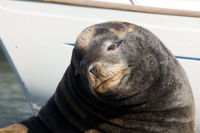 California Sea Lion