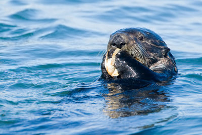 Sea Otter eating