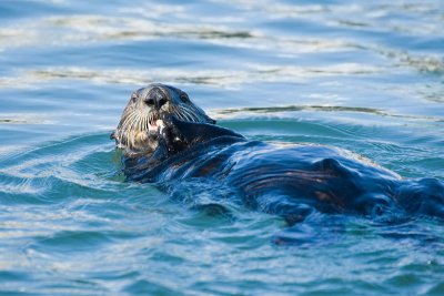 Sea Otter eating