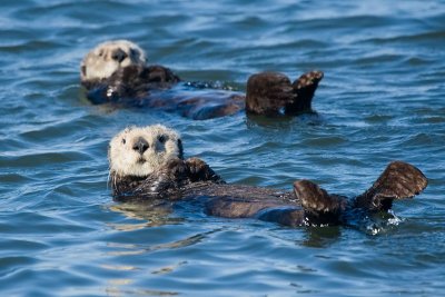 Sea Otters