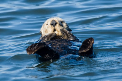 Sea Otter