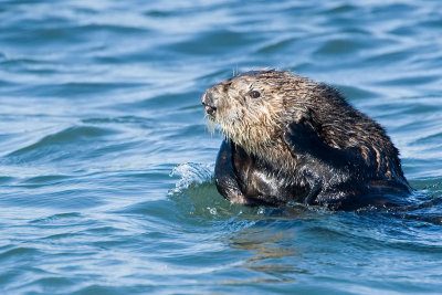 Sea Otter