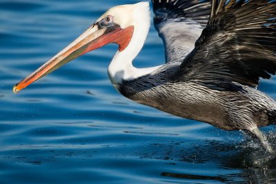 Brown Pelicans in Elkhorn Slough