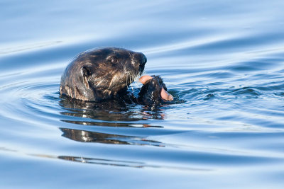 Sea Otter eating