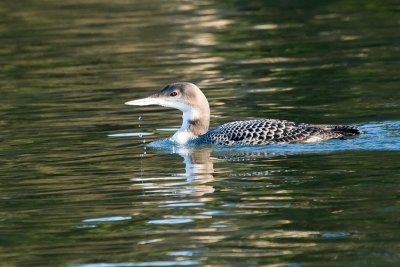 Common Loon