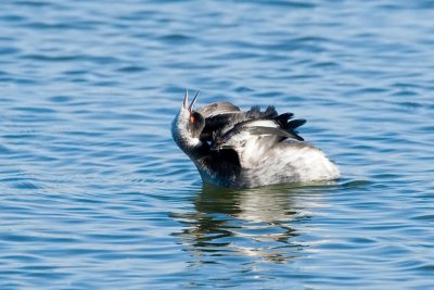 Eared Grebe