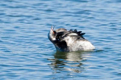 Eared Grebe