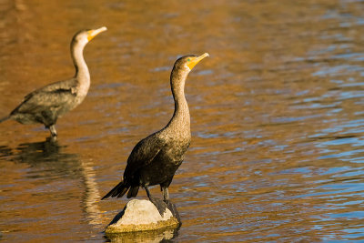 Double-crested Cormorants