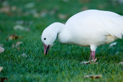 Snow Goose