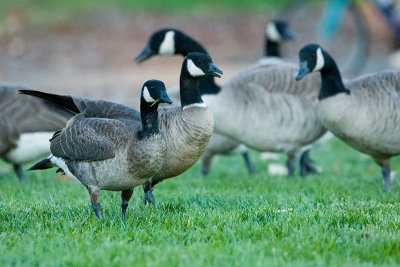 Cackling Geese and Canada Geese