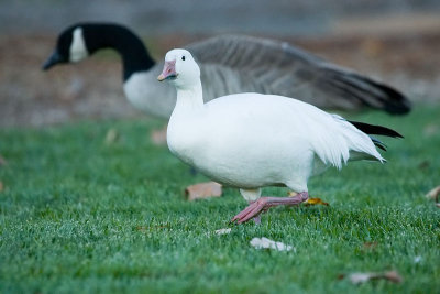 Snow Goose and Canada Goose