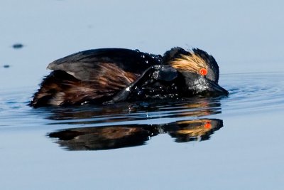 Eared Grebe scratching