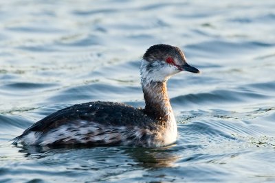 Horned Grebe