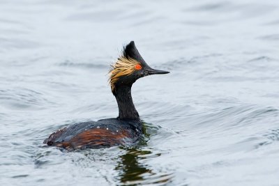 Eared Grebe