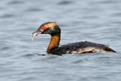 Horned Grebe with fish