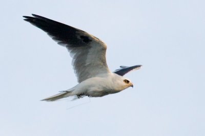 White-tailed Kite with mouse