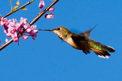 Selaphorus Hummingbird, female