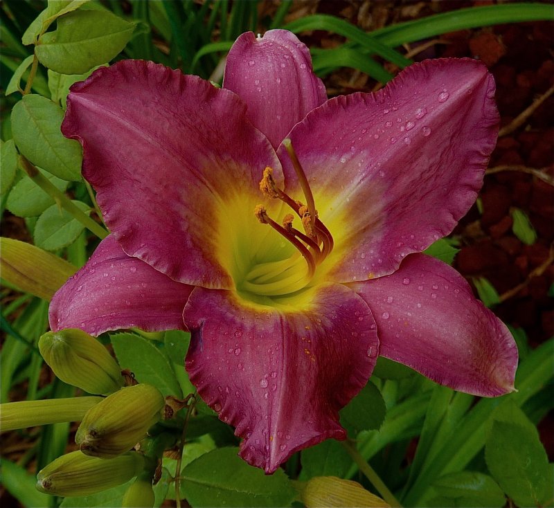 Raspberry Lily.jpg
