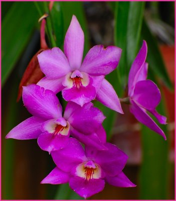 Orchid55200lens.jpg
