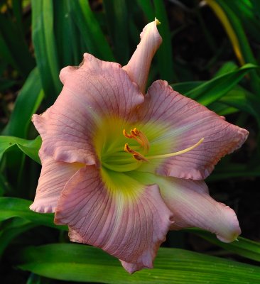 DayLiliy4.jpg