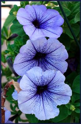 blue petunias.jpg