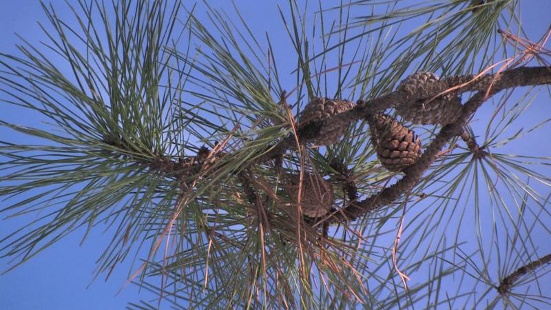 Pinecones1.jpg