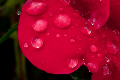 Around our yard, after a rain