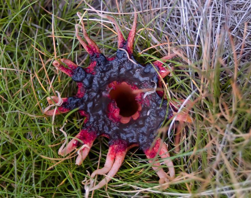Aseroe Rubra ( Anomone Fungus)