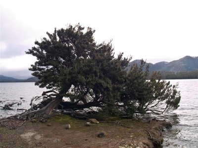 Tree at Lake St Clair