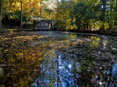 Nicholson Gardens - lake and shed