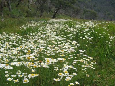 Carpet of gold and white