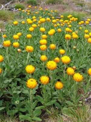 Mellow Yellow
