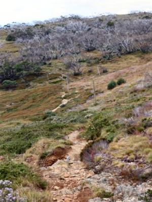 Toward Dibbins Hut