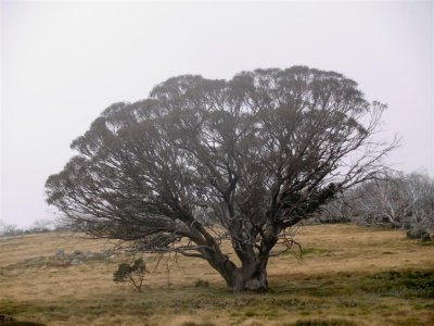 Tree on the high Mountains