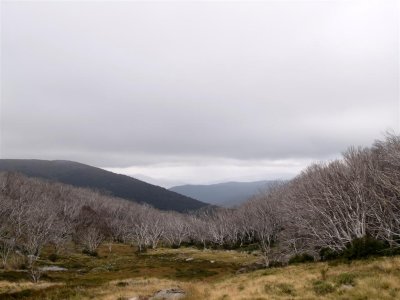 View through the skeleton snow gums