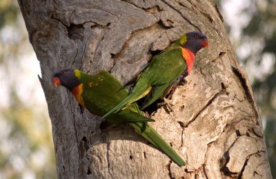 Rainbow Lorikeets