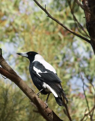 Magpie (white backed)