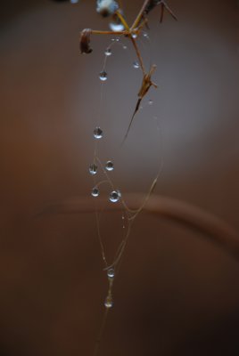 STRING OF PEARLS