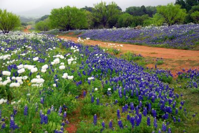 Spring 2010 in Central Texas