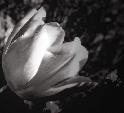 Tulip in Black and White