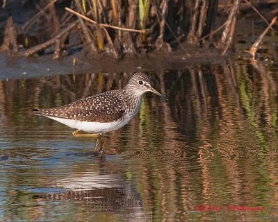 solitary sandpiper8xx8x10siga.jpg
