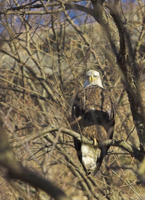 DSC_0779-01xa.jpg