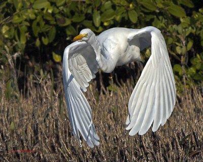 merrit island five imaging trip